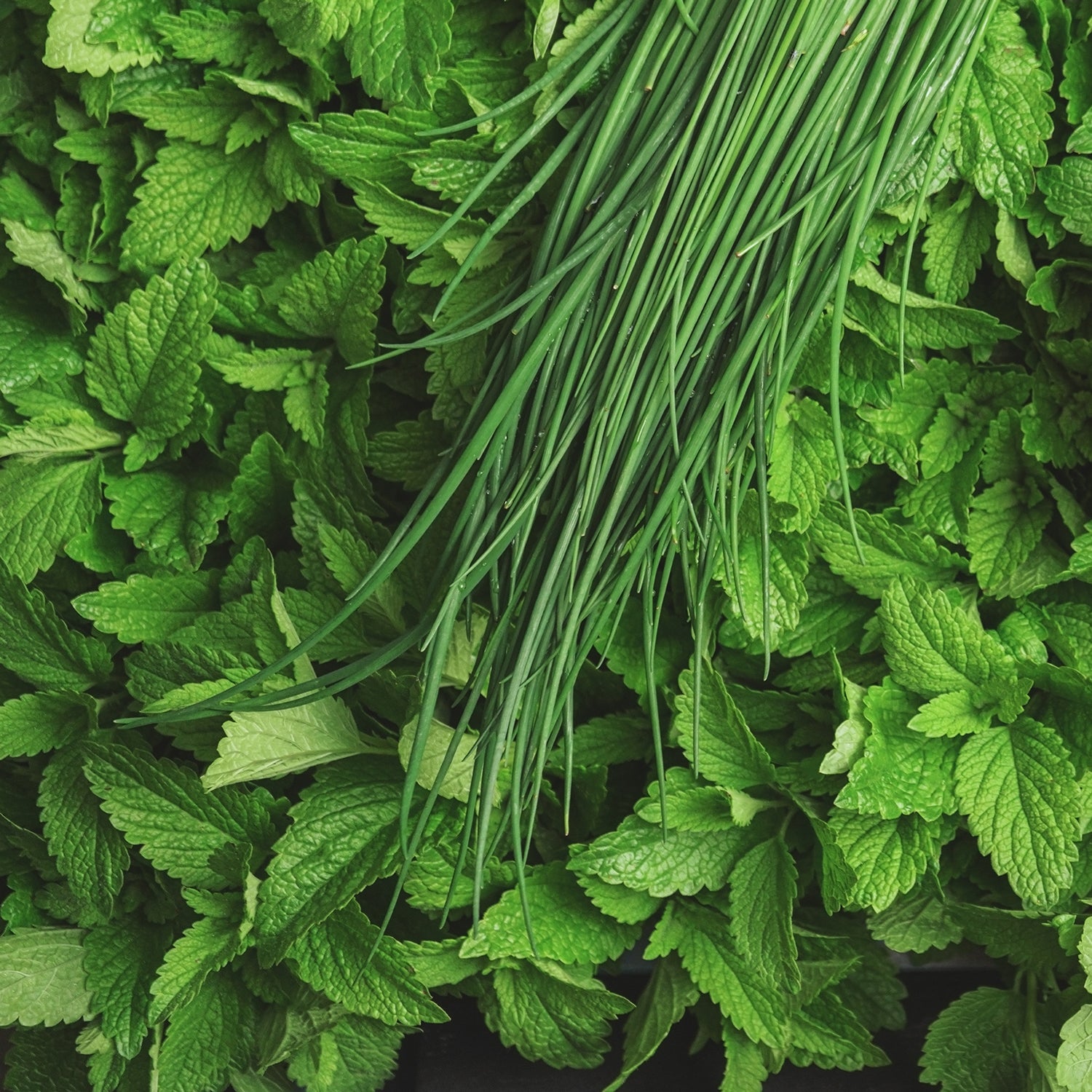 A close-up photo of mint leaves, one of the main fresh scents in the "Eucalyptus Mint" scented candle from Tuscany Candle