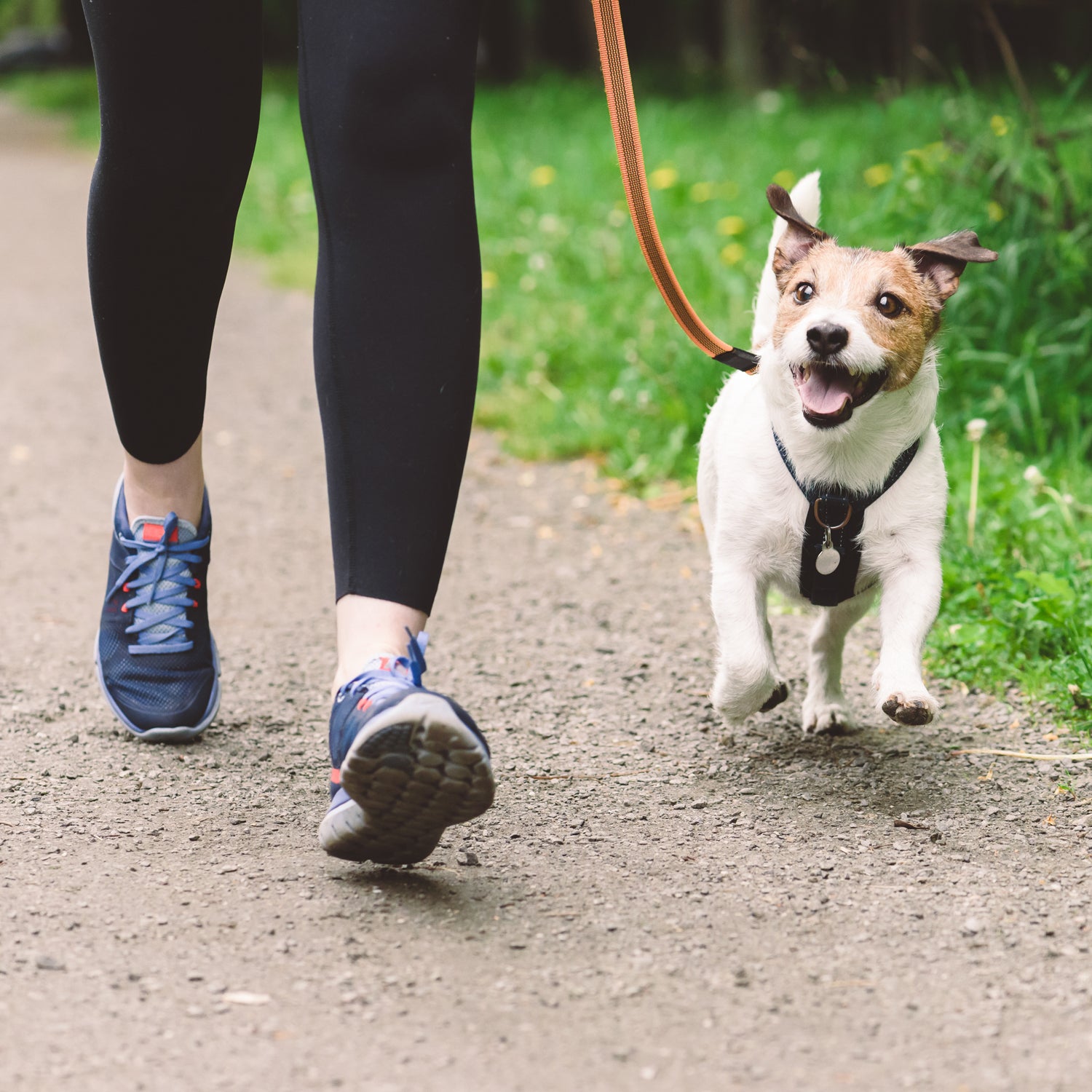 A woman walking a dog on a leash while carrying a Morning Stroll Scented Jar Candle (14 oz) from the Tuscany Candle brand to mask pet odors and create a pleasant fragrance.