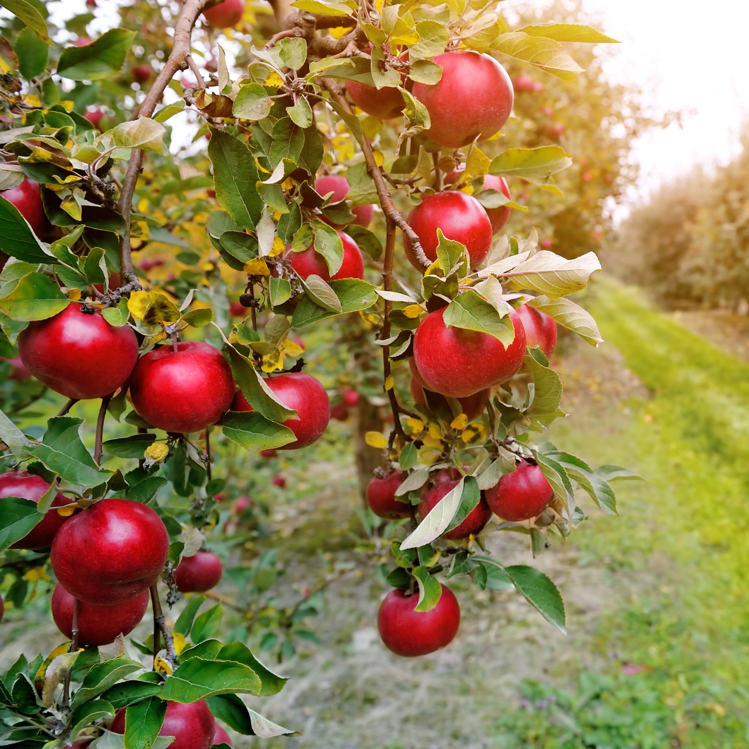 Red Orchard Apple Long-Lasting Scented Jar Candles (14 oz) on a tree in an apple orchard.