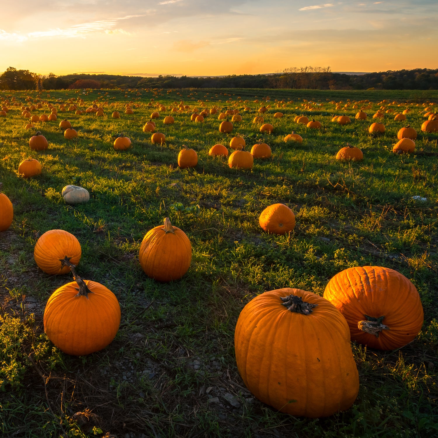 A pumpkin patch at dusk in the fall - inspiration for our Fall Festival wax melt fragrance bars