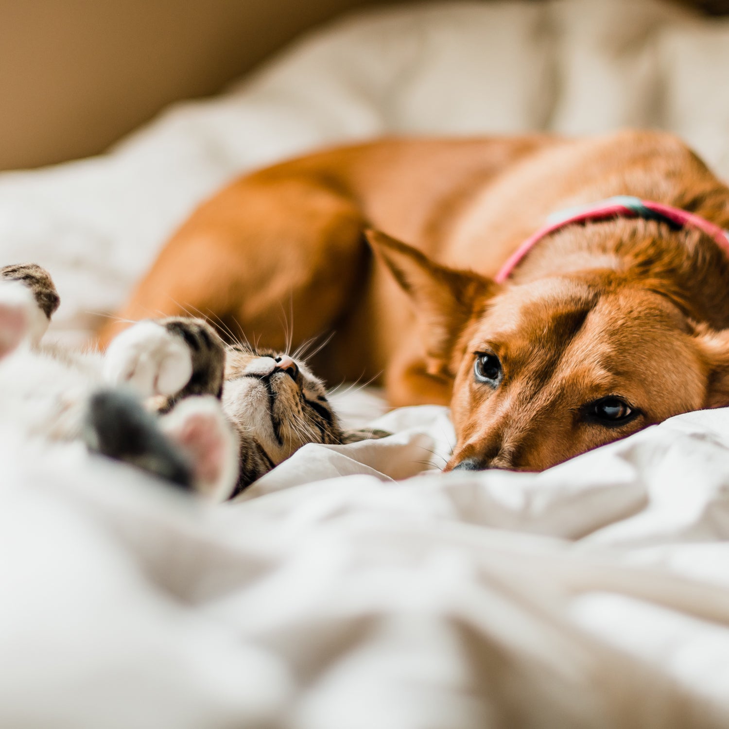 A dog and a cat peacefully resting on a bed, while the Weekend Cuddles Scented Jar Candle (14 oz) from Tuscany Candle's Pet Odor Control Collection gently neutralizes odors with the power of enzymes.