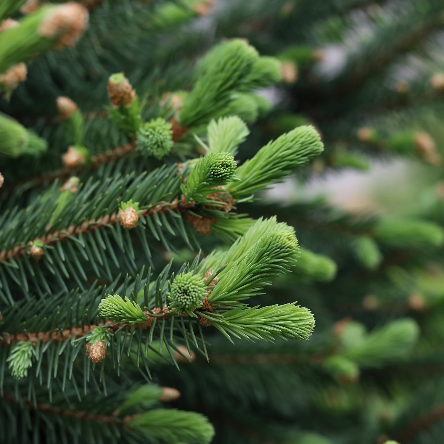 A fir tree close up - an inspiration for this scented candle