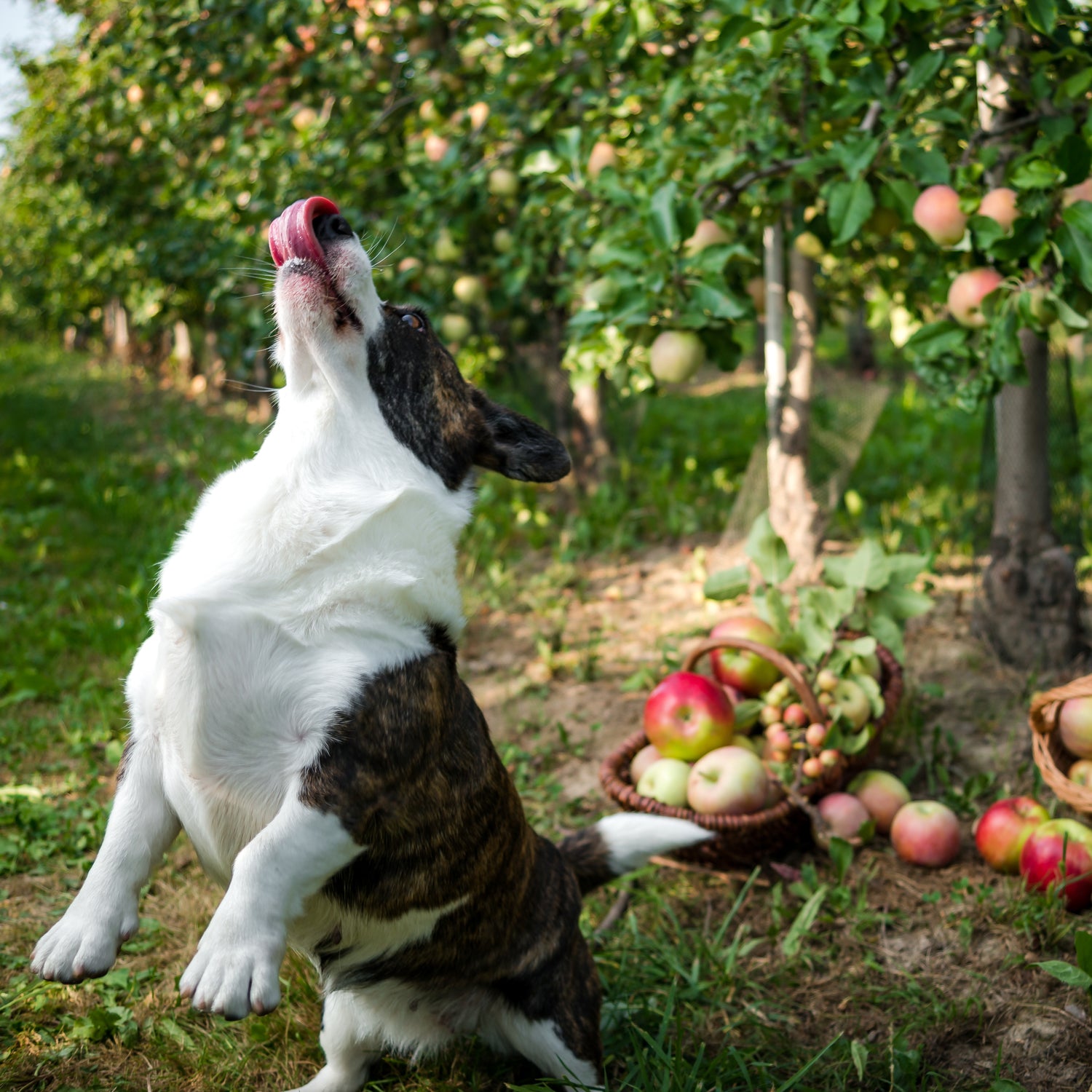 A dog happily reaching for apples in an apple orchard, oblivious to the Tuscany Candle Play Date Scented Jar Candle (14 oz) - Pet Odor Control Collection at home.