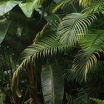 Load image into Gallery viewer, A photo of palm leaves - one of the fragrance components of Tuscany&#39;s &quot;Rainforest Reset&quot; filled candle
