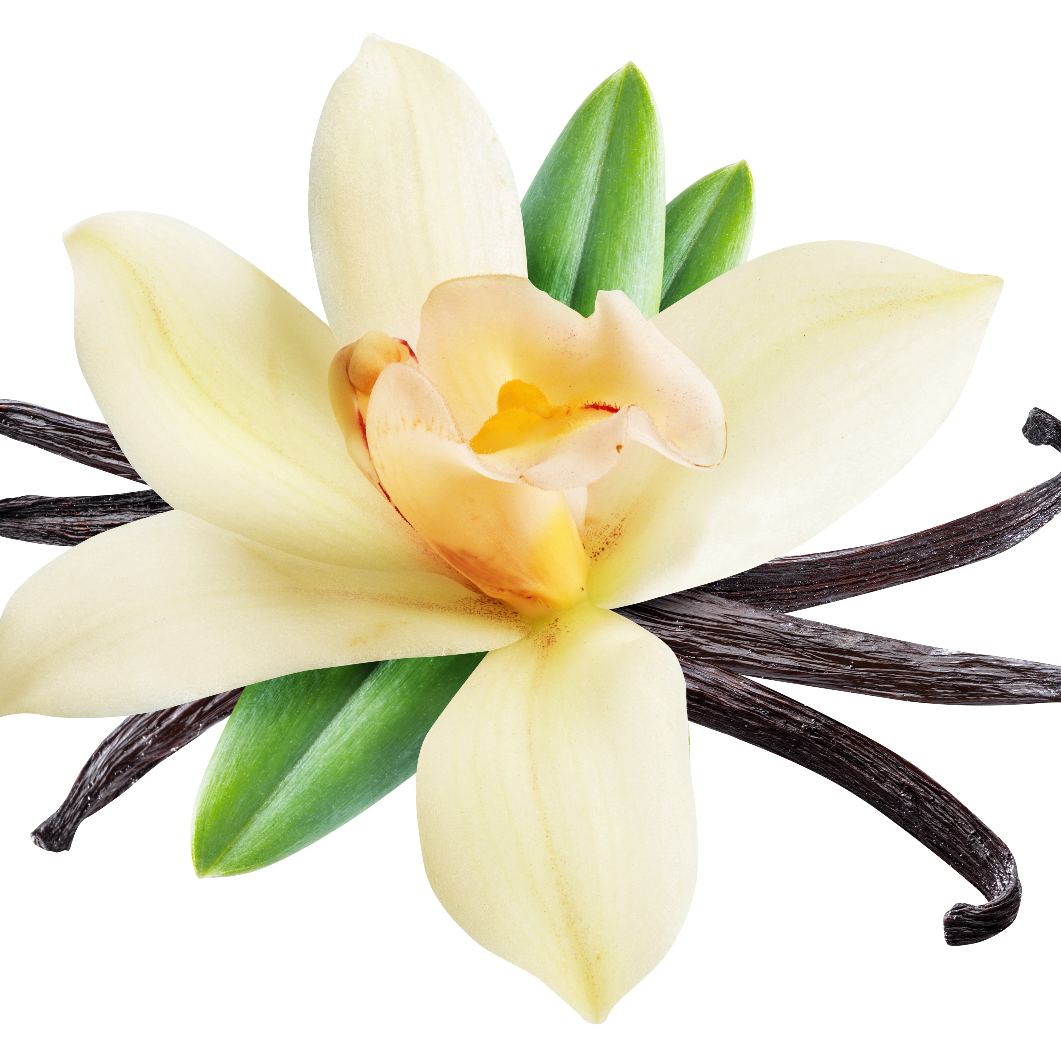 Tuscany Candle® Spiced Ground Vanilla Scented Wax Melt (2.5 oz) with vanilla flower and vanilla pods on a white background.