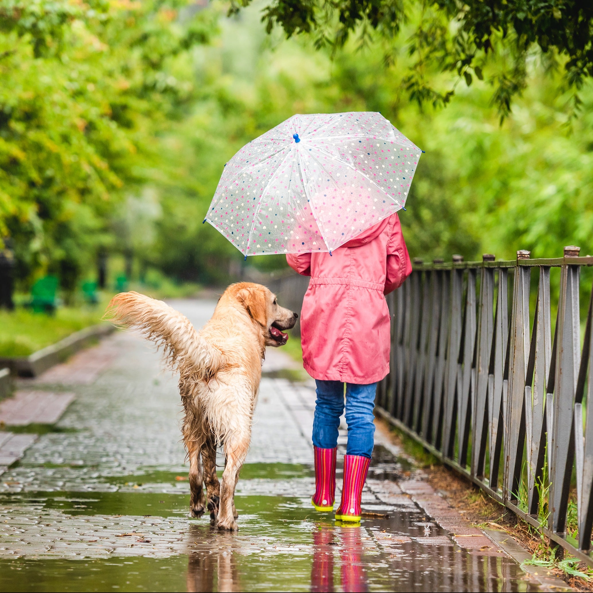 A dog goes for a walk on a rainy spring day - one of the inspirations for this fresh scented candle