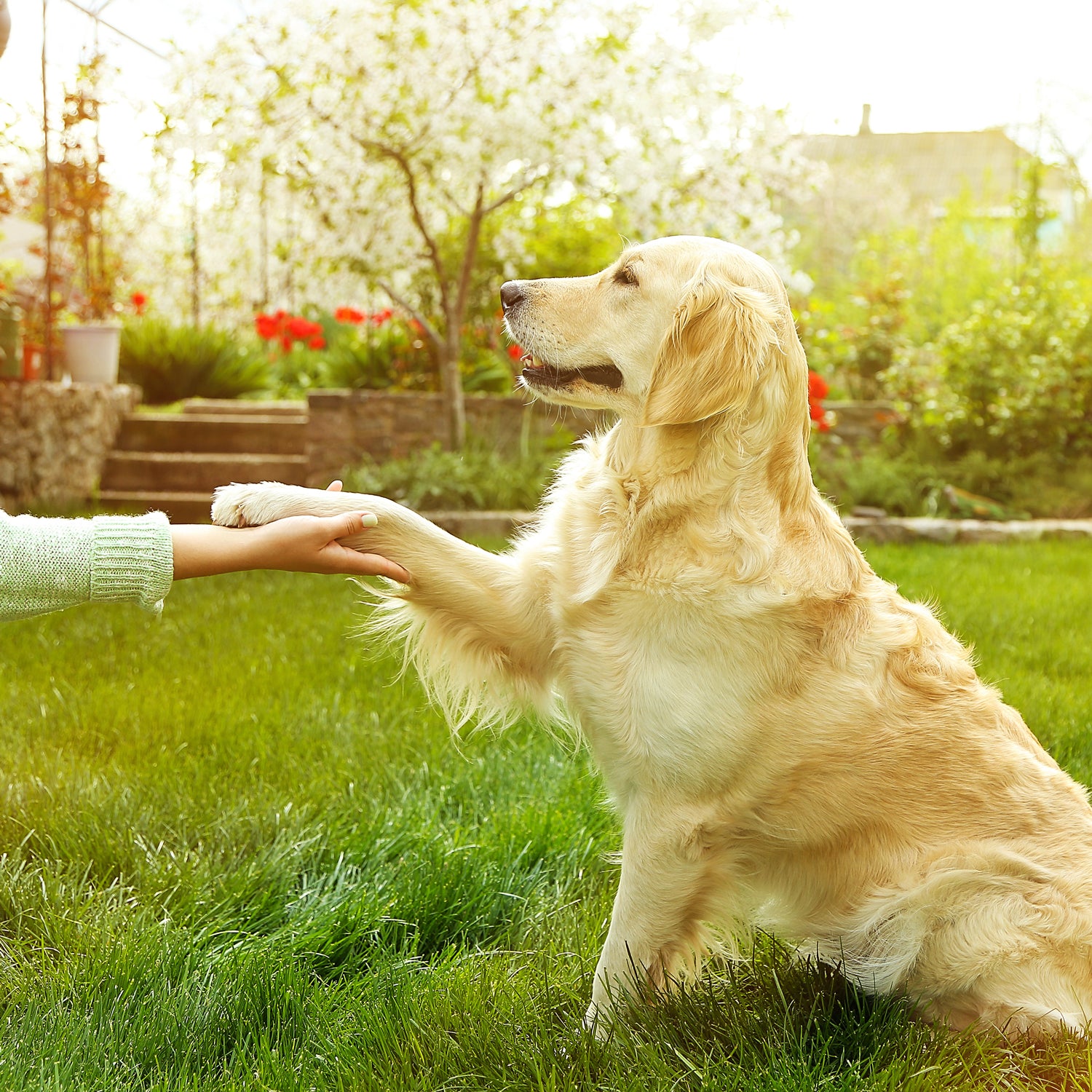A woman is petting a golden retriever in the grass while using Tuscany Candle's Sit, Shake, Roll Over Scented Jar Candle (14 oz) from their Pet Odor Control Collection to neutralize odors.