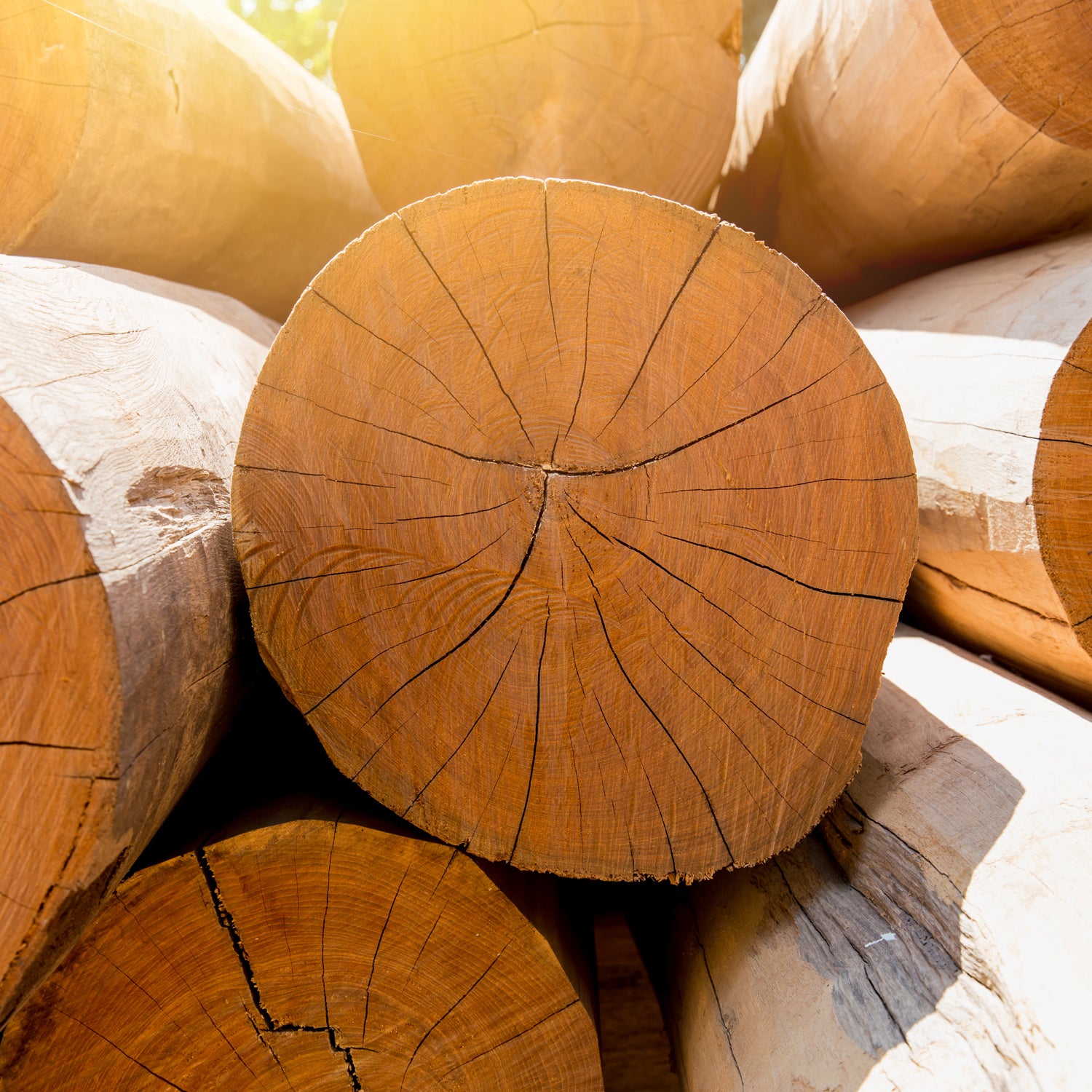 A pile of logs basking in the warm sunlight, emitting a Tuscany Candle Washed Beachwood Long-Lasting Scented Jar Candle (14 oz) fragrance.